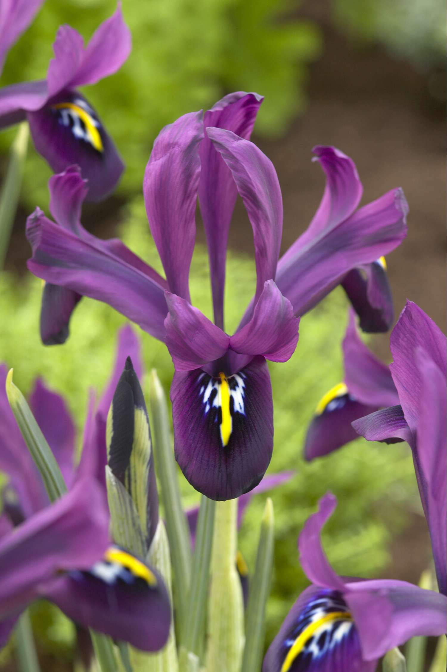 Iris (Schwertlilie) Reticulata 'George'